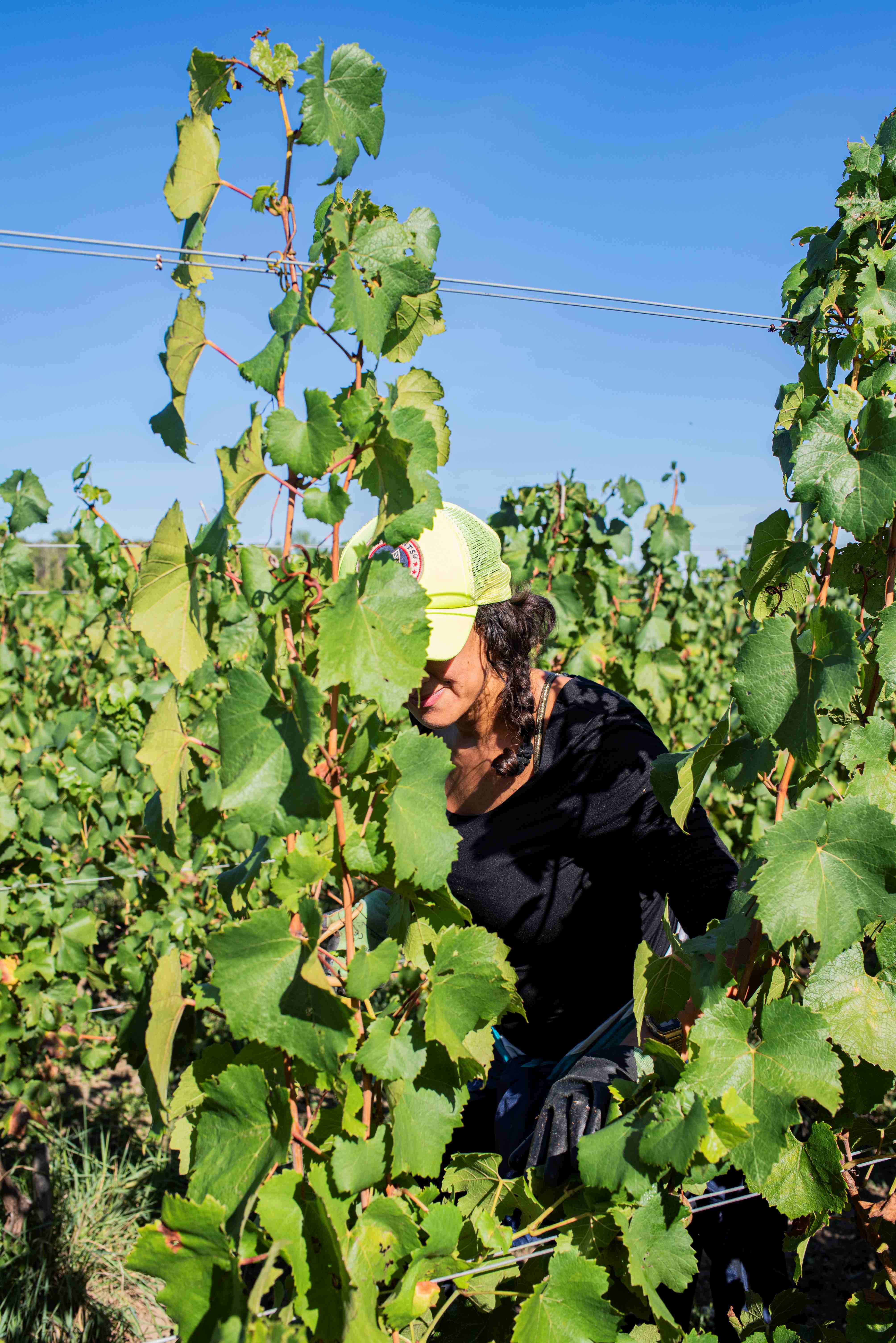 autoportrait de la photographe cachée derrière des vignes