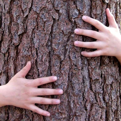 un enfant enlace un arbre