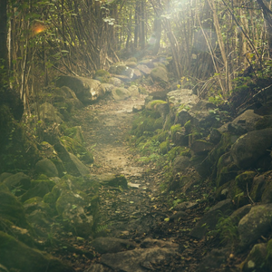 Chemin dans une forêt