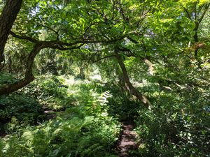 Photo du jardin alpin du Musée d'histoire naturelle