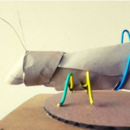 détails sur l'atelier E-biom criquet