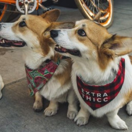 détails sur l'Atelier numérique Découverte FabLab Animaux de compagnie