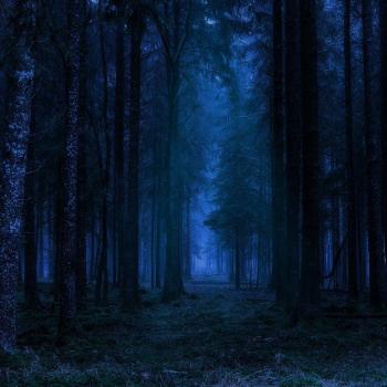 une forêt la nuit